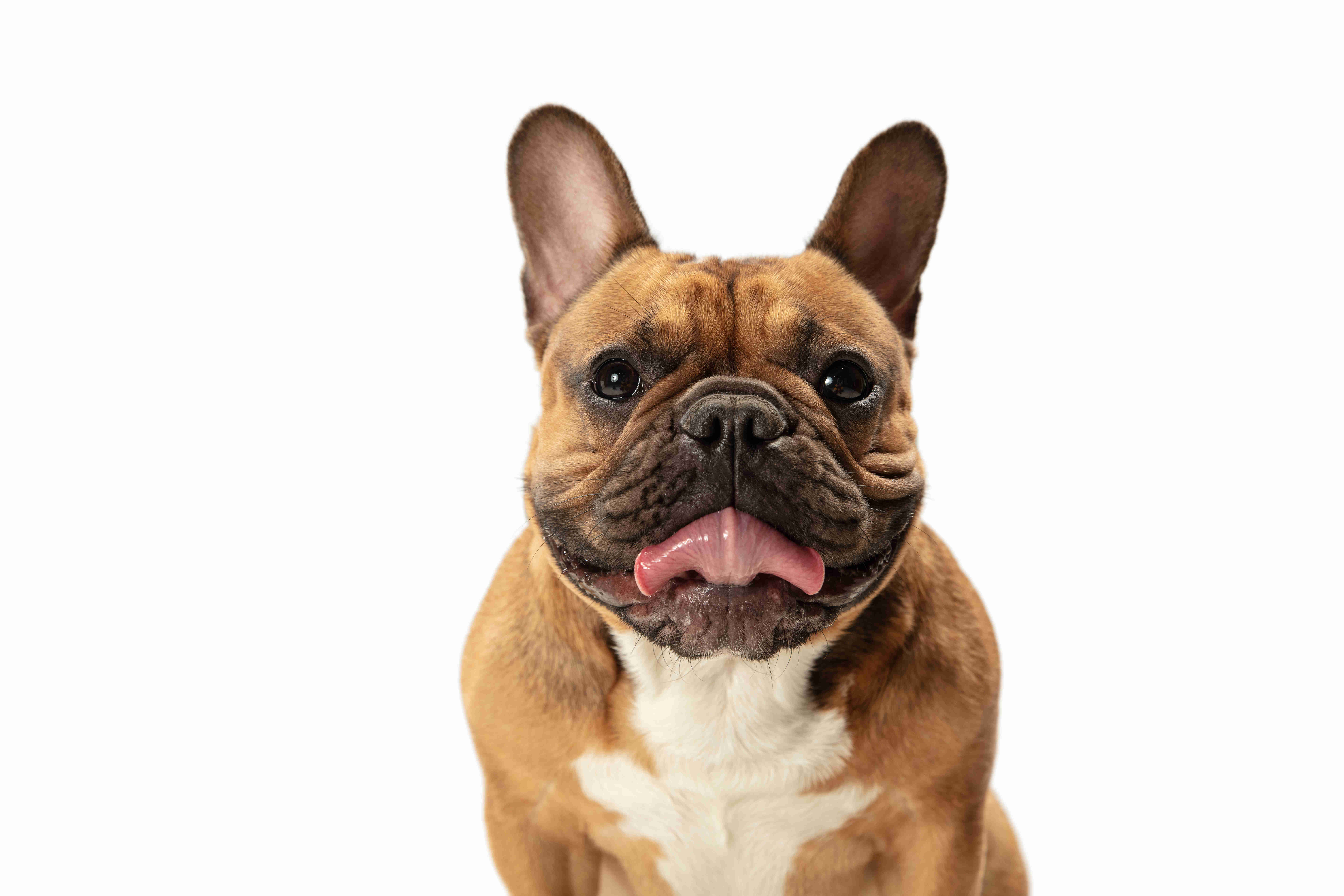 Unpacking the Truth: Do French Bulldogs Display Food or Toy Guarding Behaviors?